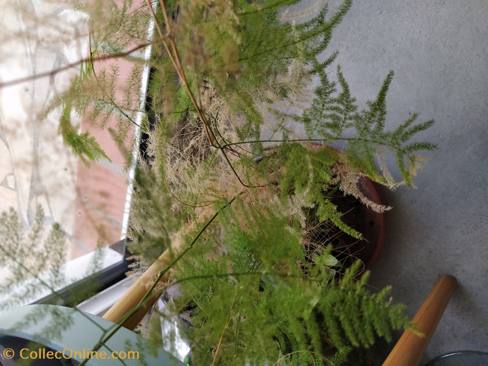 Asparagus plumosus monde du vivant plantes img 20210926 120023