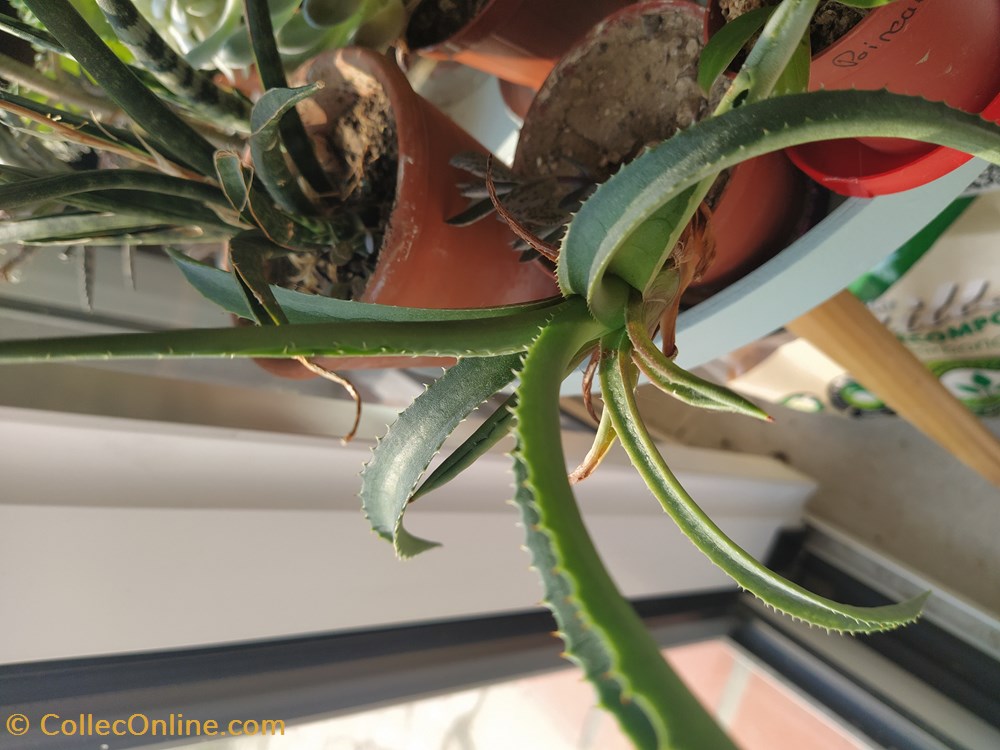 Agave monde du vivant plantes cactus et succulentes agave