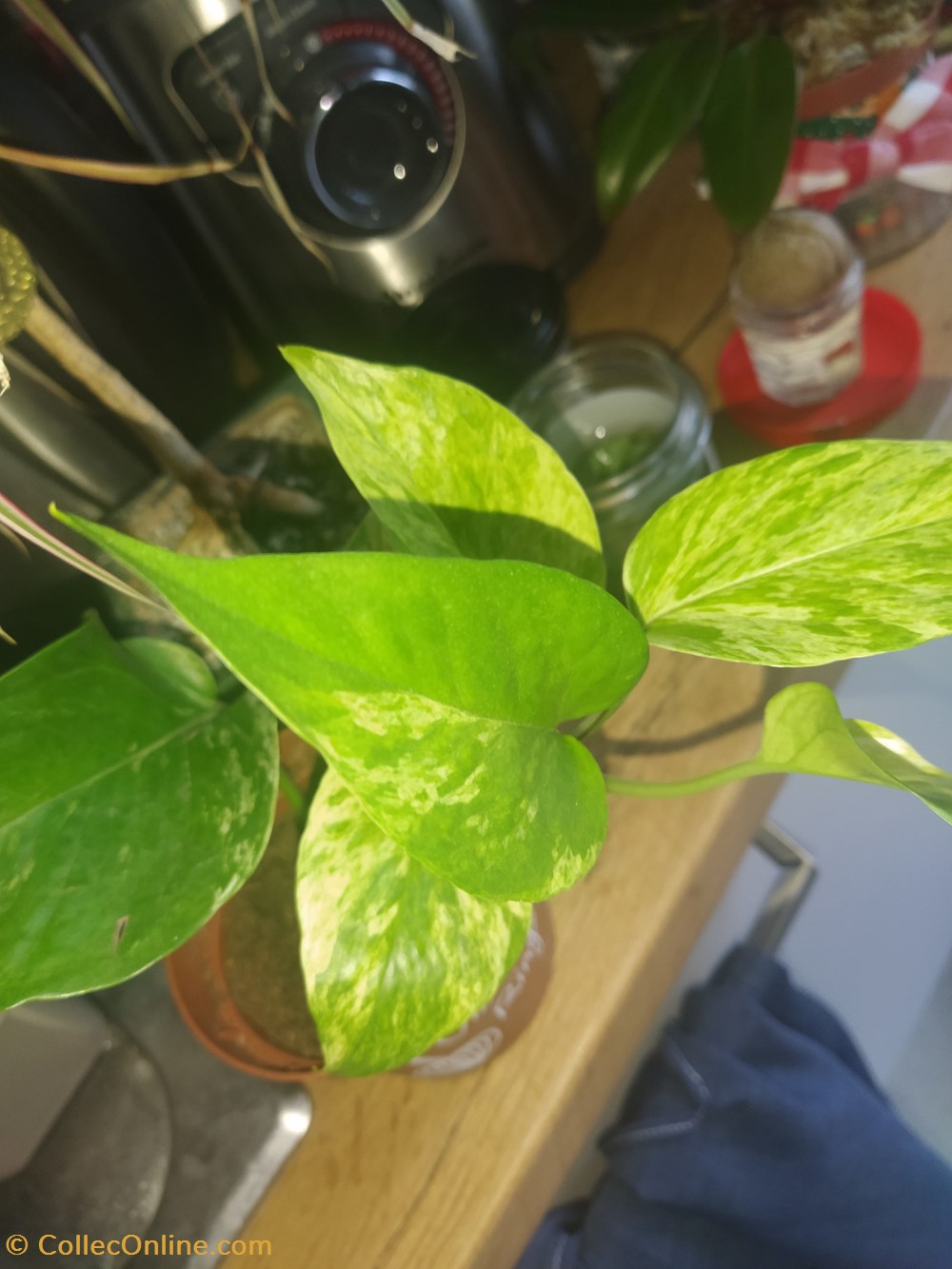 monde du vivant plantes pothos marble queen