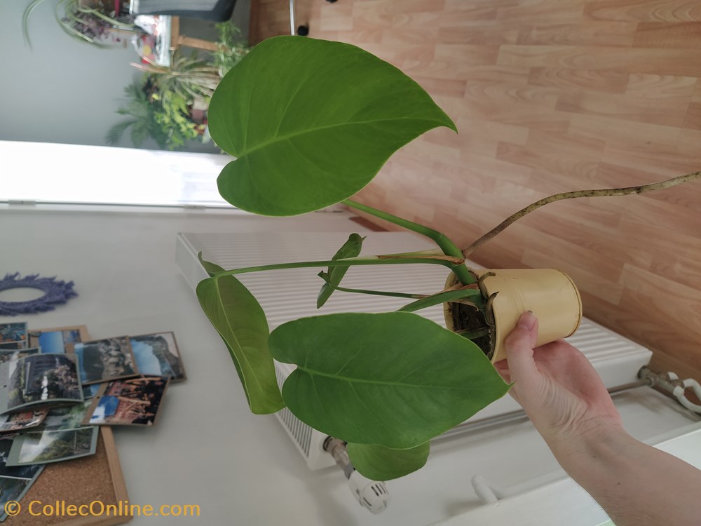 Monstera deliciosa monde du vivant plantes img 20200529 080107