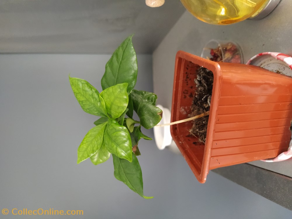 Caffeier monde du vivant plantes img 20210926 115914