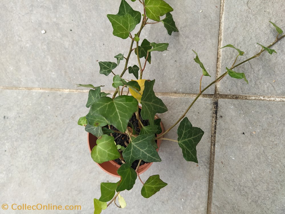 monde du vivant plantes img 20210926 120334