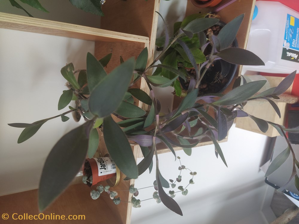 Tradescantia violette monde du vivant plantes img 20210714 121142