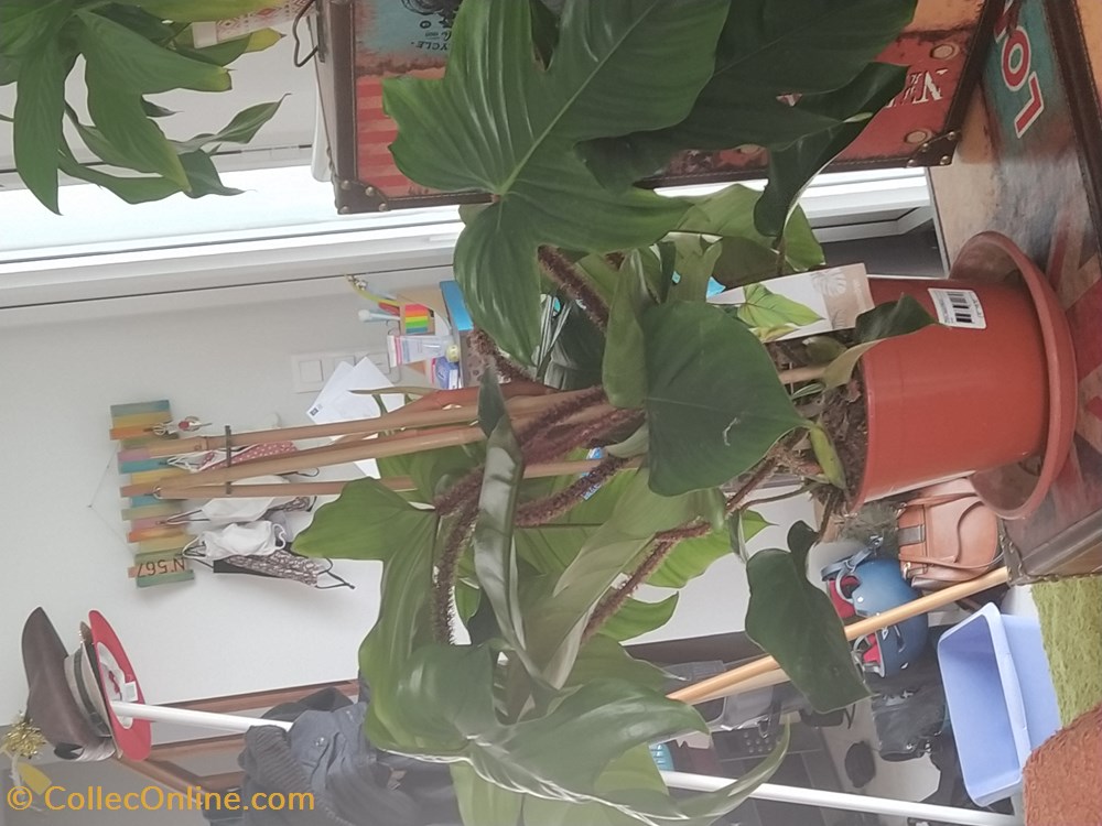 Philo squamifernuim monde du vivant plantes img 20210307 110341