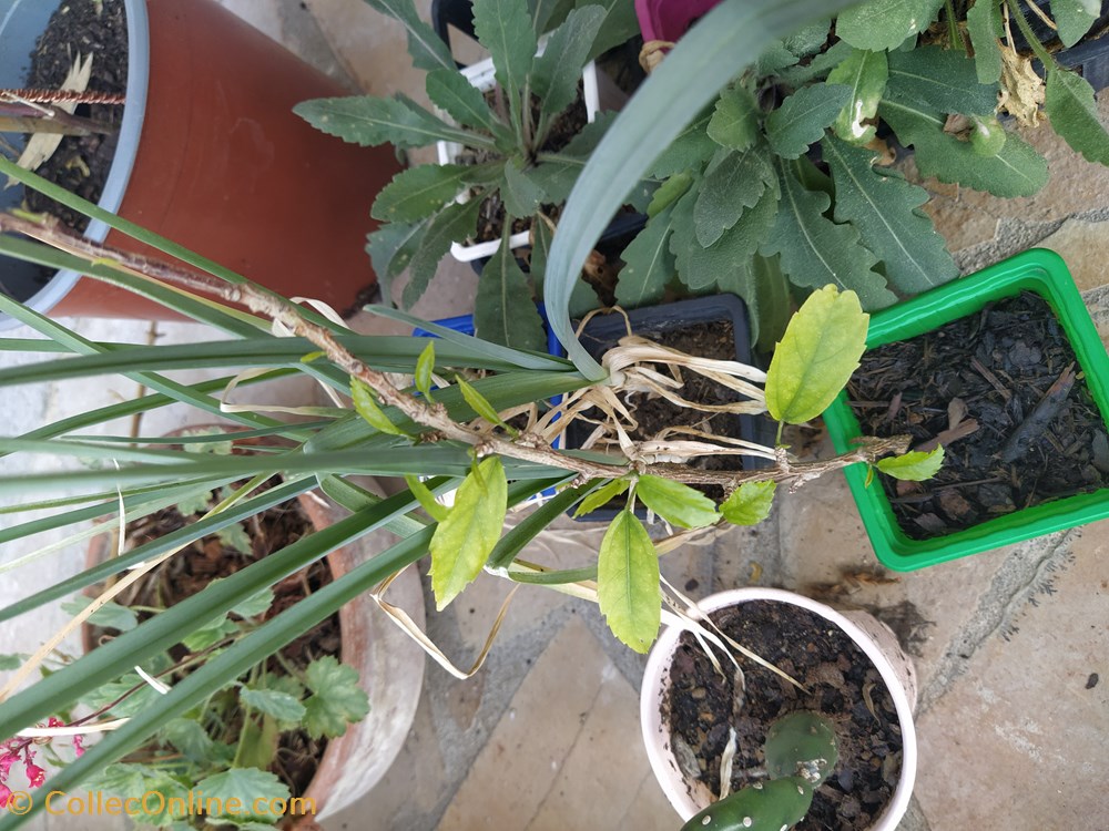 Hybiscus schyzopetalus monde du vivant plantes img 20210926 145242