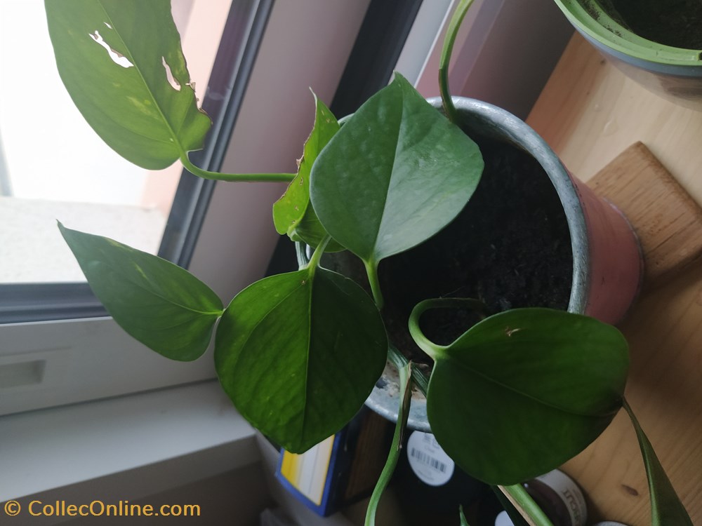 monde du vivant plantes img 20210428 201455