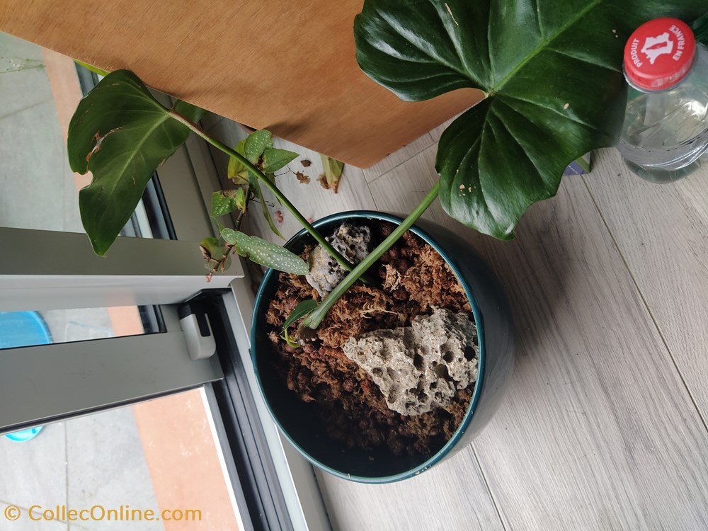 Philo golden dragon monde du vivant plantes img 20210925 180938