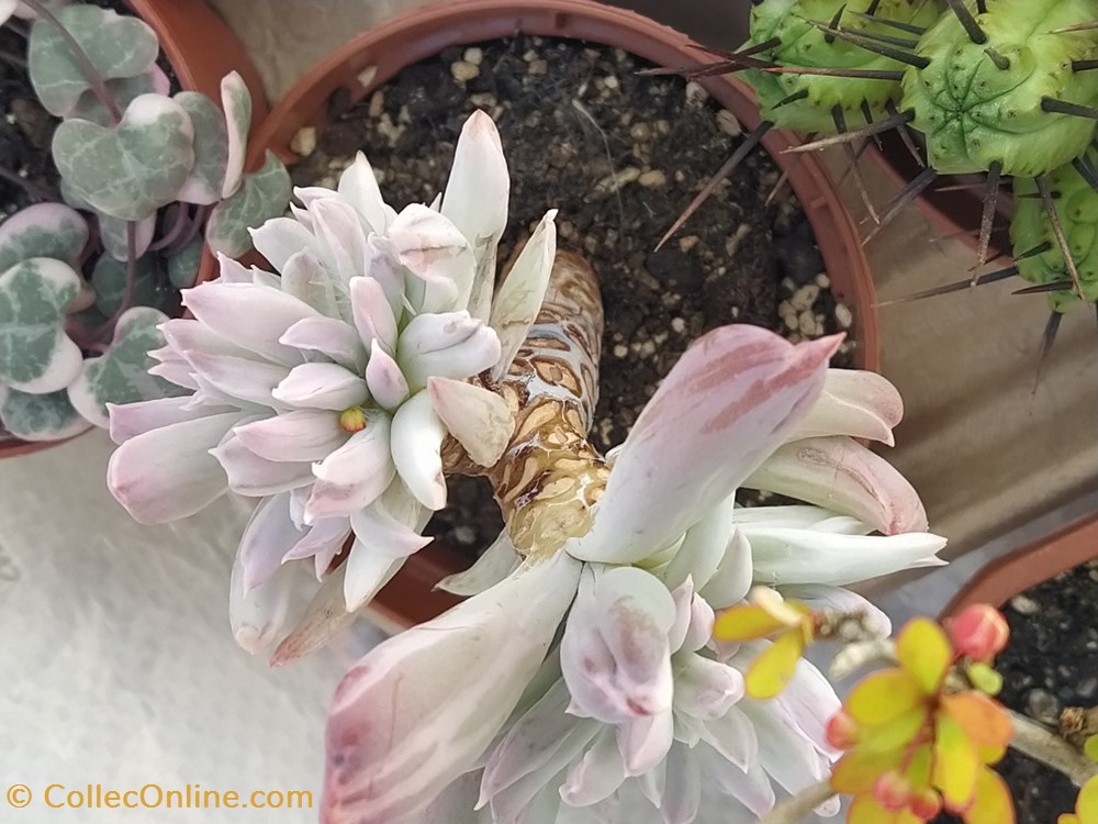 monde du vivant plantes img 20210321 121654