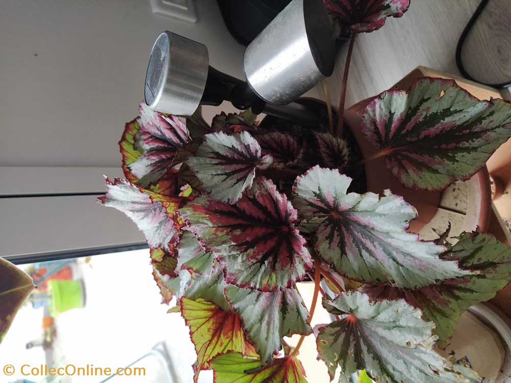 Begonia rex evening glow monde du vivant plantes img 20210429 132224