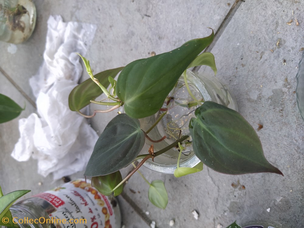 Philo micans monde du vivant plantes img 20210925 161201