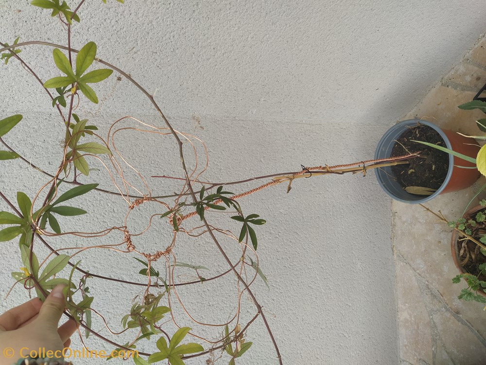 monde du vivant plantes img 20210925 121007