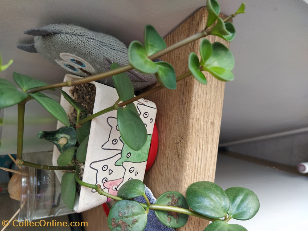 Peperomia hope monde du vivant plantes img 20210926 115948