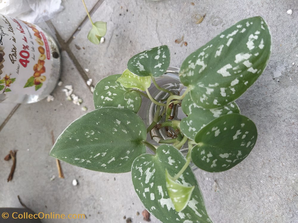 monde du vivant plantes img 20210925 161159