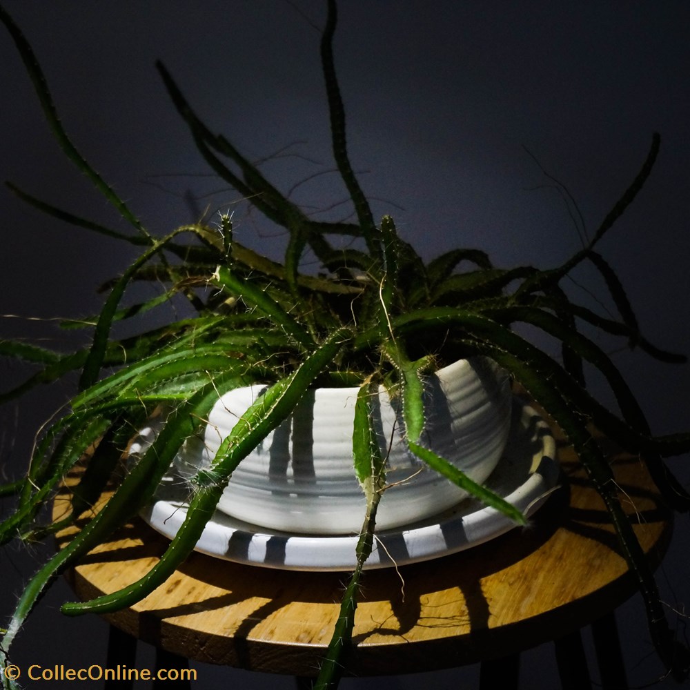 monde du vivant plantes cactus