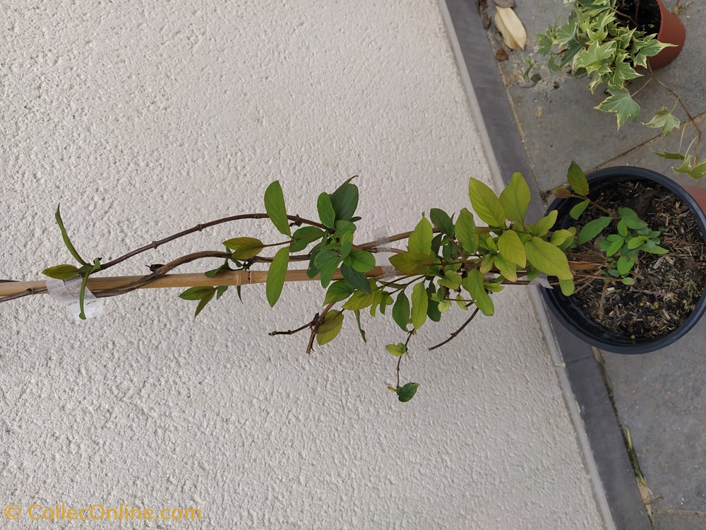 Chèvrefeuille lonicera jap chinensis monde du vivant plantes img 20210307 174149