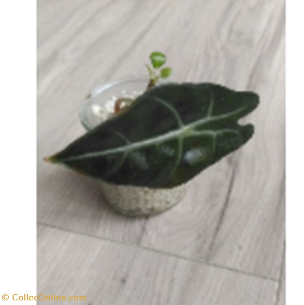 monde du vivant plantes alocasia poly