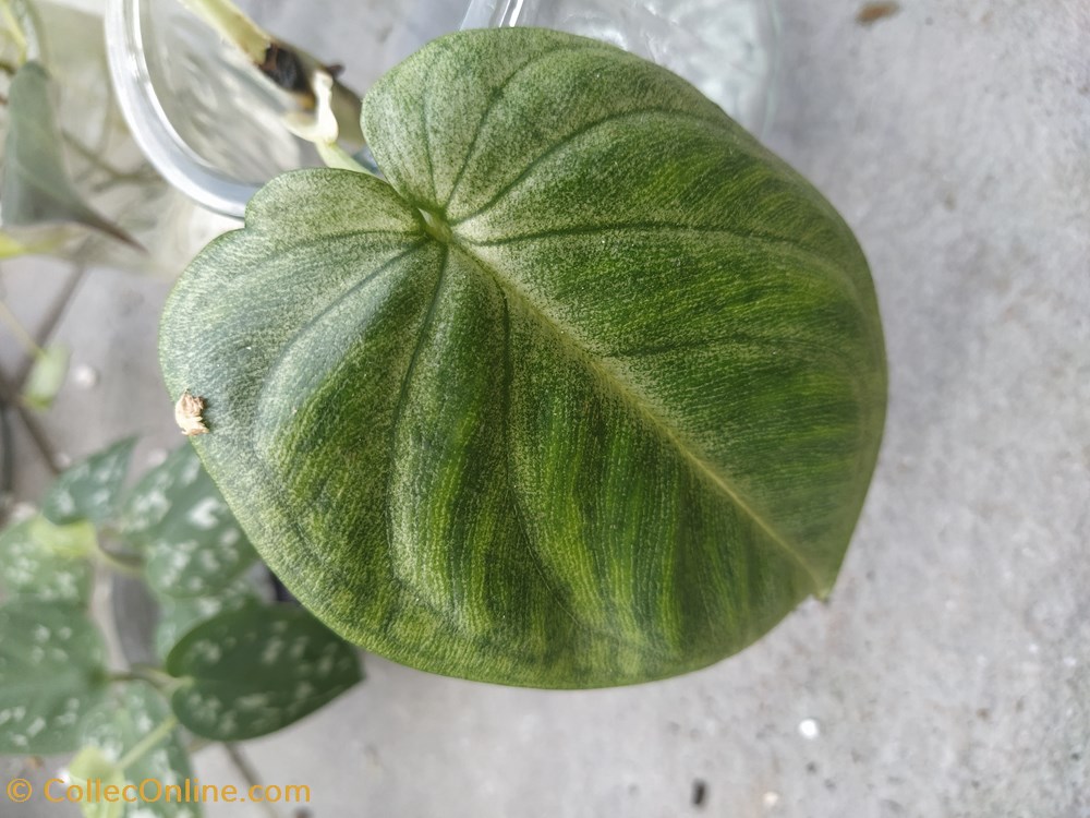 monde du vivant plantes img 20210925 161256
