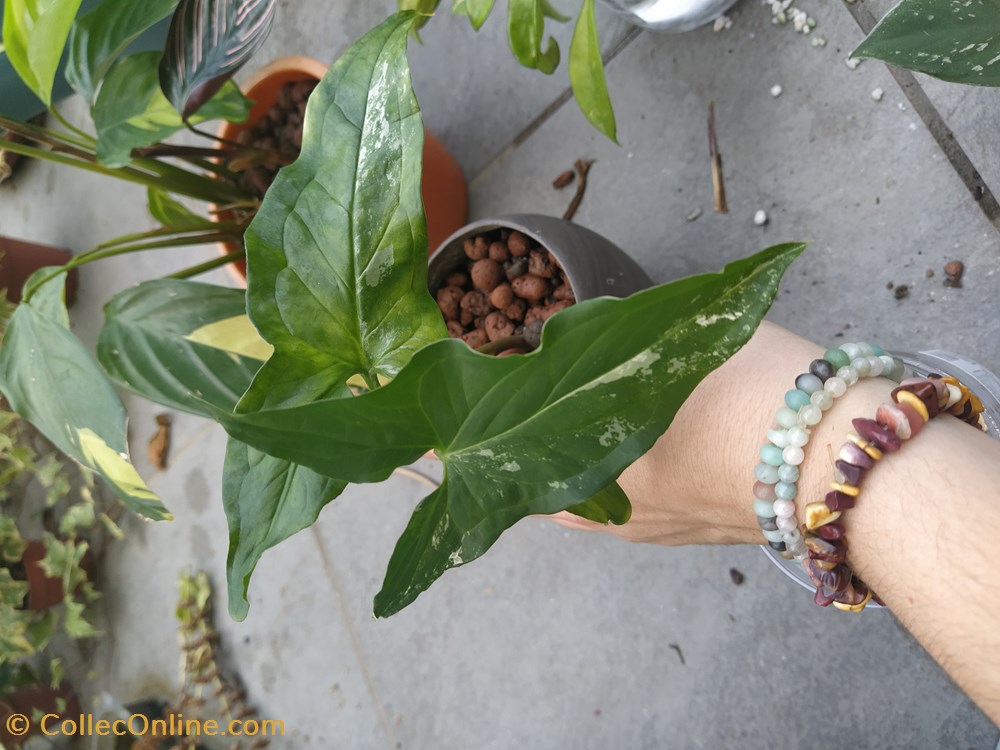 monde du vivant plantes img 20210925 161306