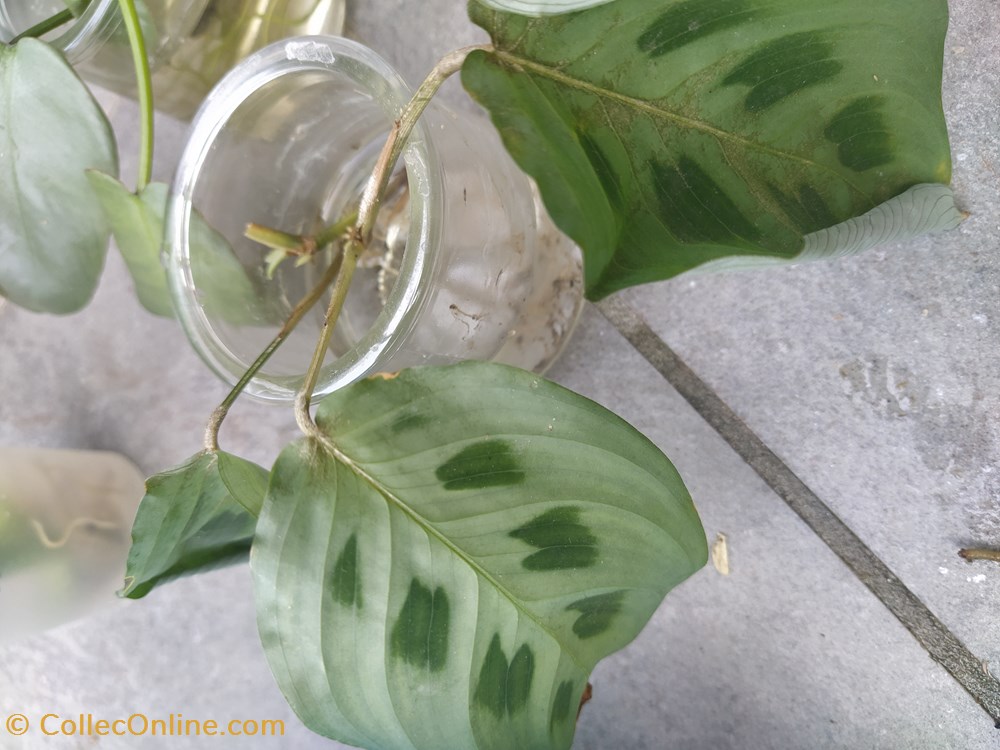 Marantha kerch monde du vivant plantes img 20210925 161223