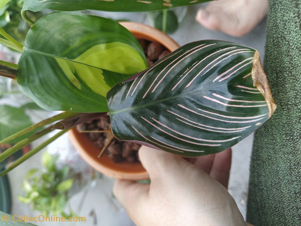 monde du vivant plantes img 20210925 161311