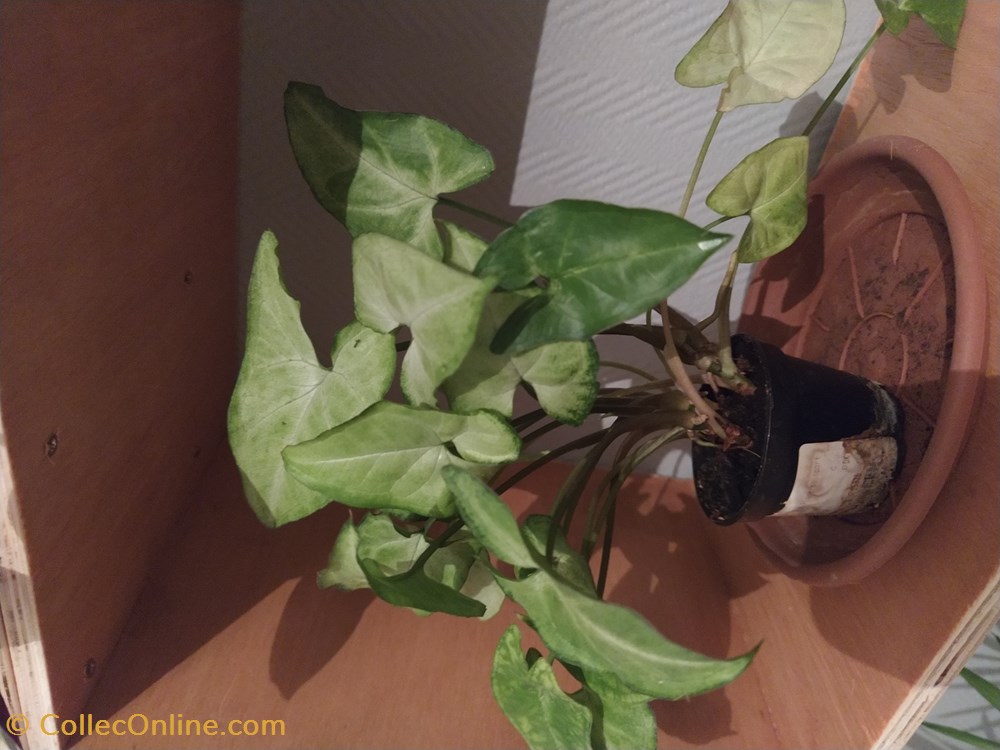 Syngonium vert monde du vivant plantes img 20200919 222800