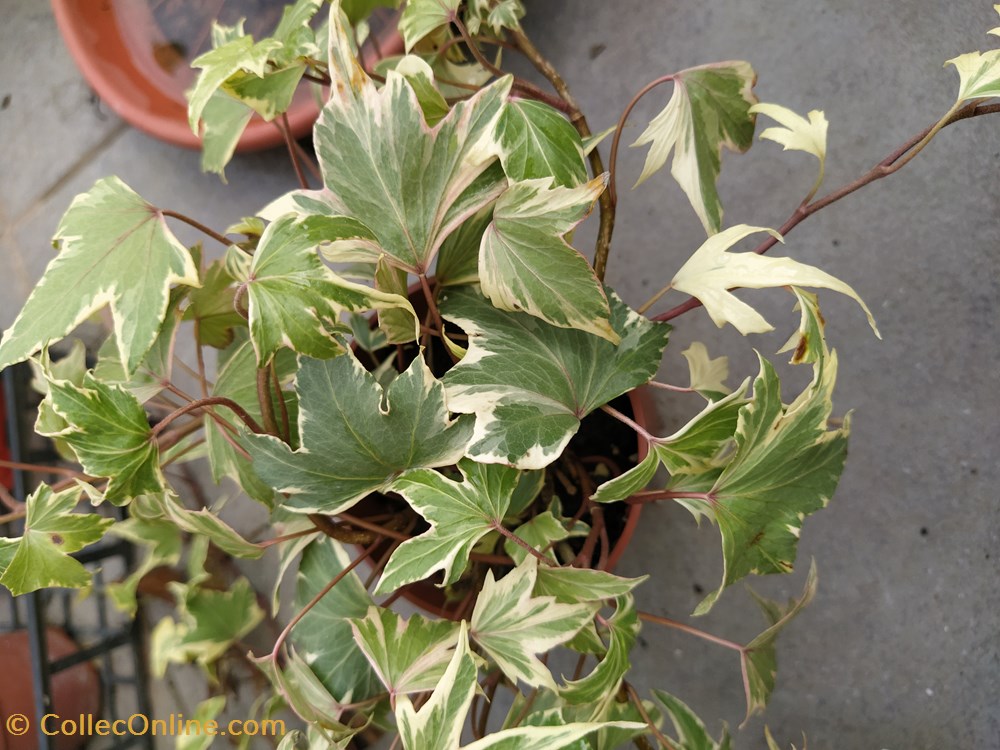 Lierre monde du vivant plantes img 20210926 120340