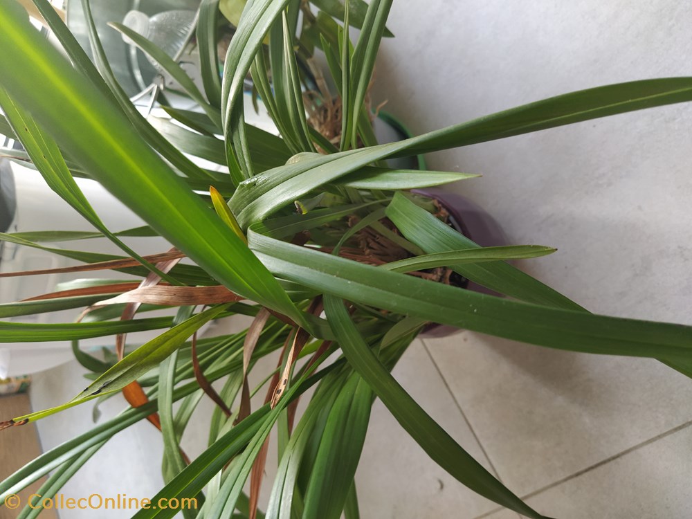 monde du vivant plantes img 20210926 120029
