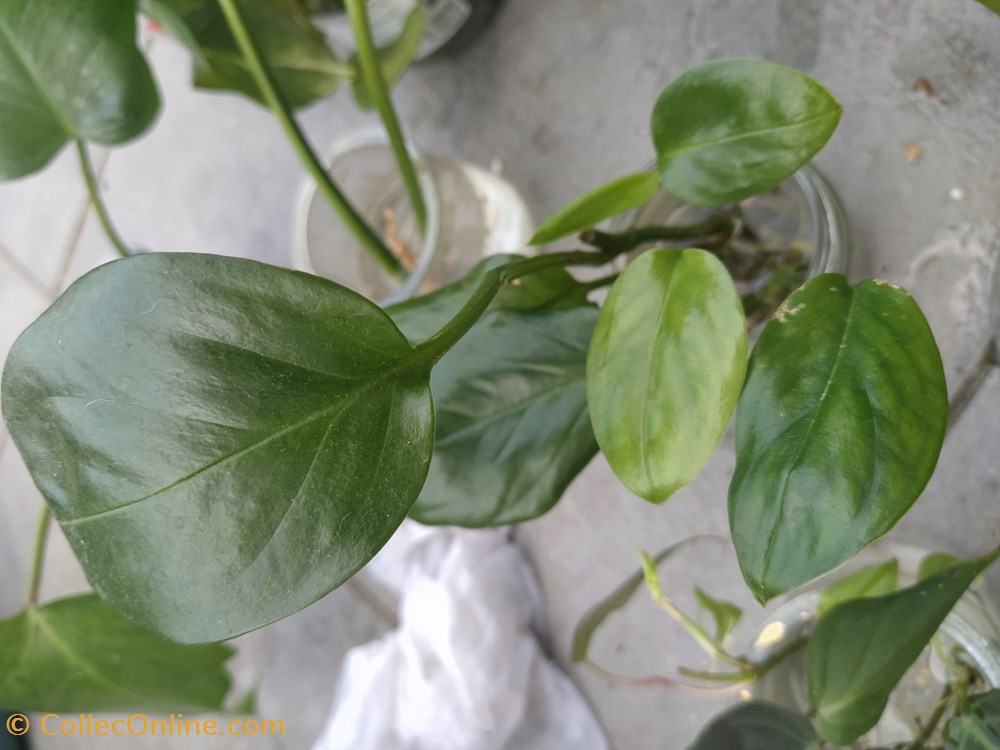 Monstera friedrichthalii monde du vivant plantes img 20210925 161549