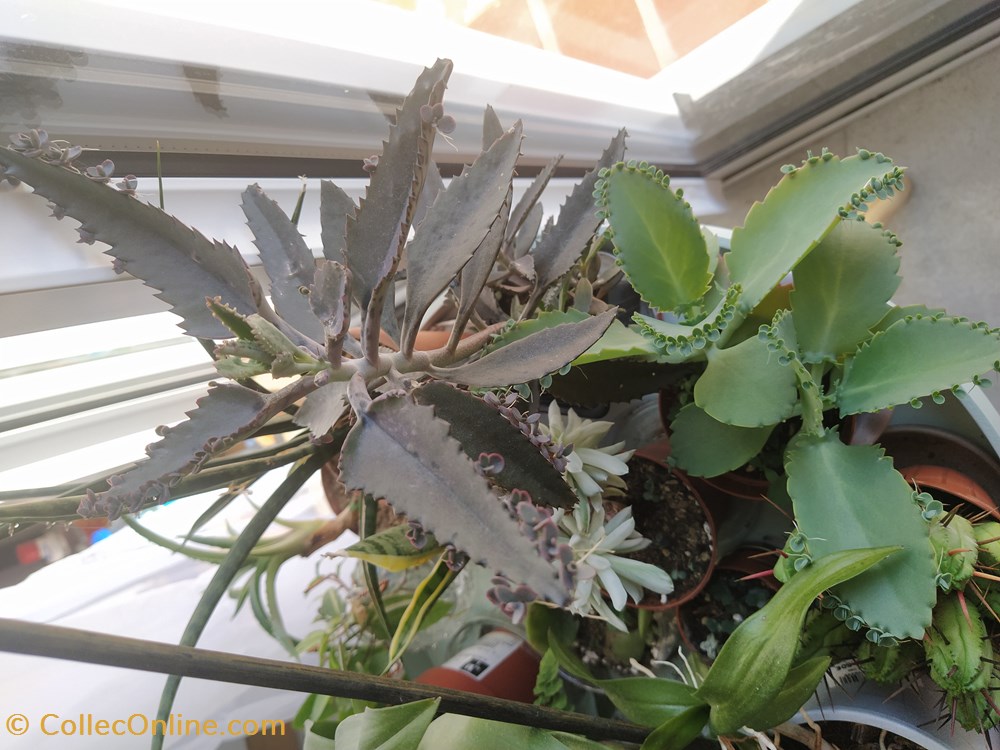 monde du vivant plantes img 20210609 183959