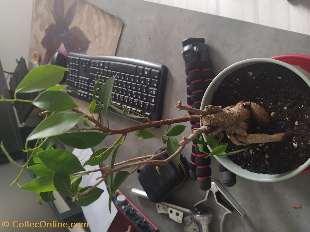monde du vivant plantes img 20210925 183035