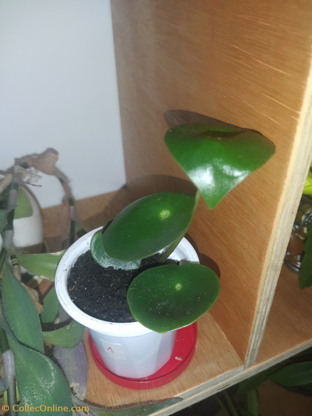monde du vivant plantes peperomia raindrop