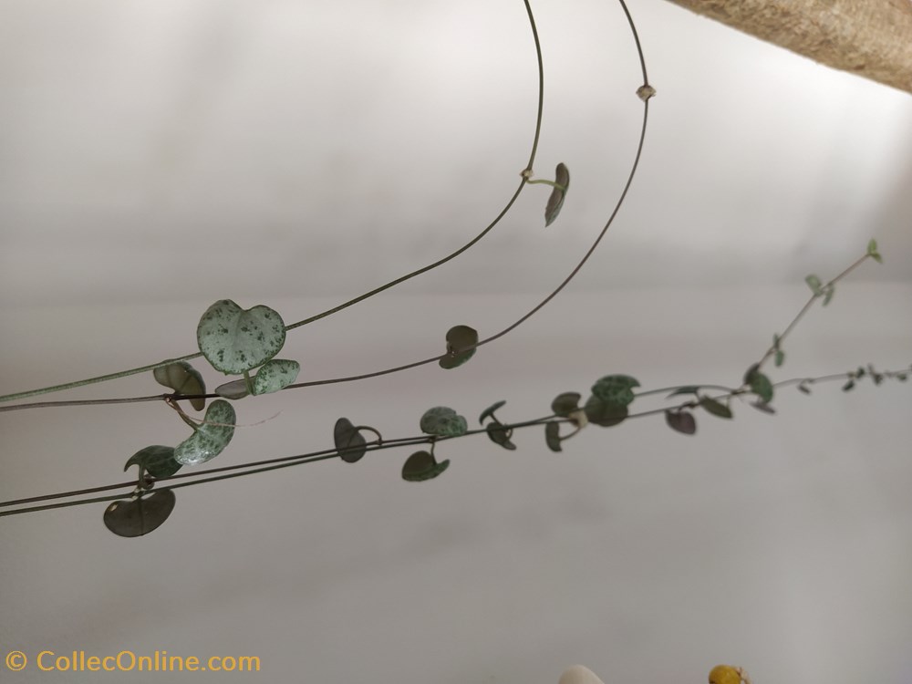 monde du vivant plantes img 20210429 131934