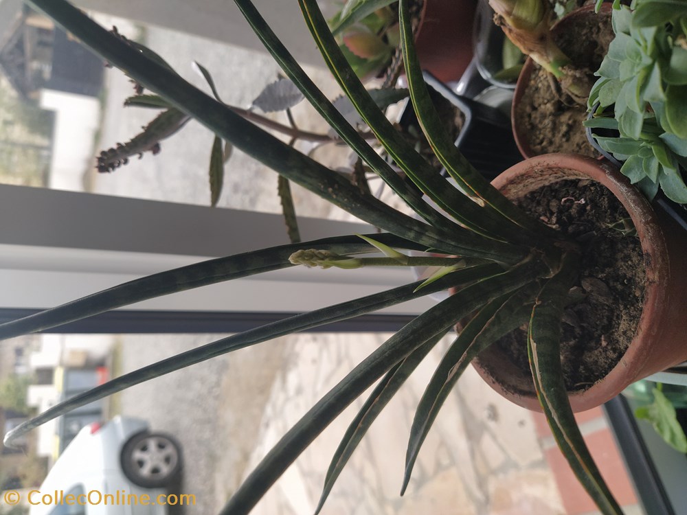 Sansevieria mikado monde du vivant plantes img 20210416 183618