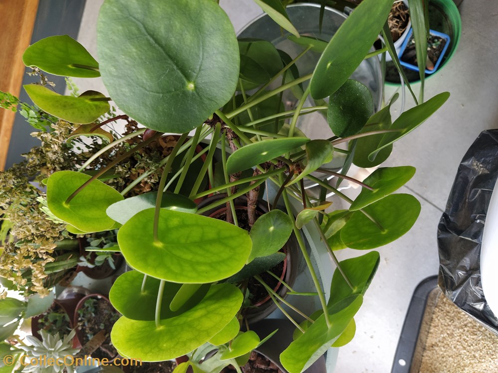 monde du vivant plantes img 20210926 115953