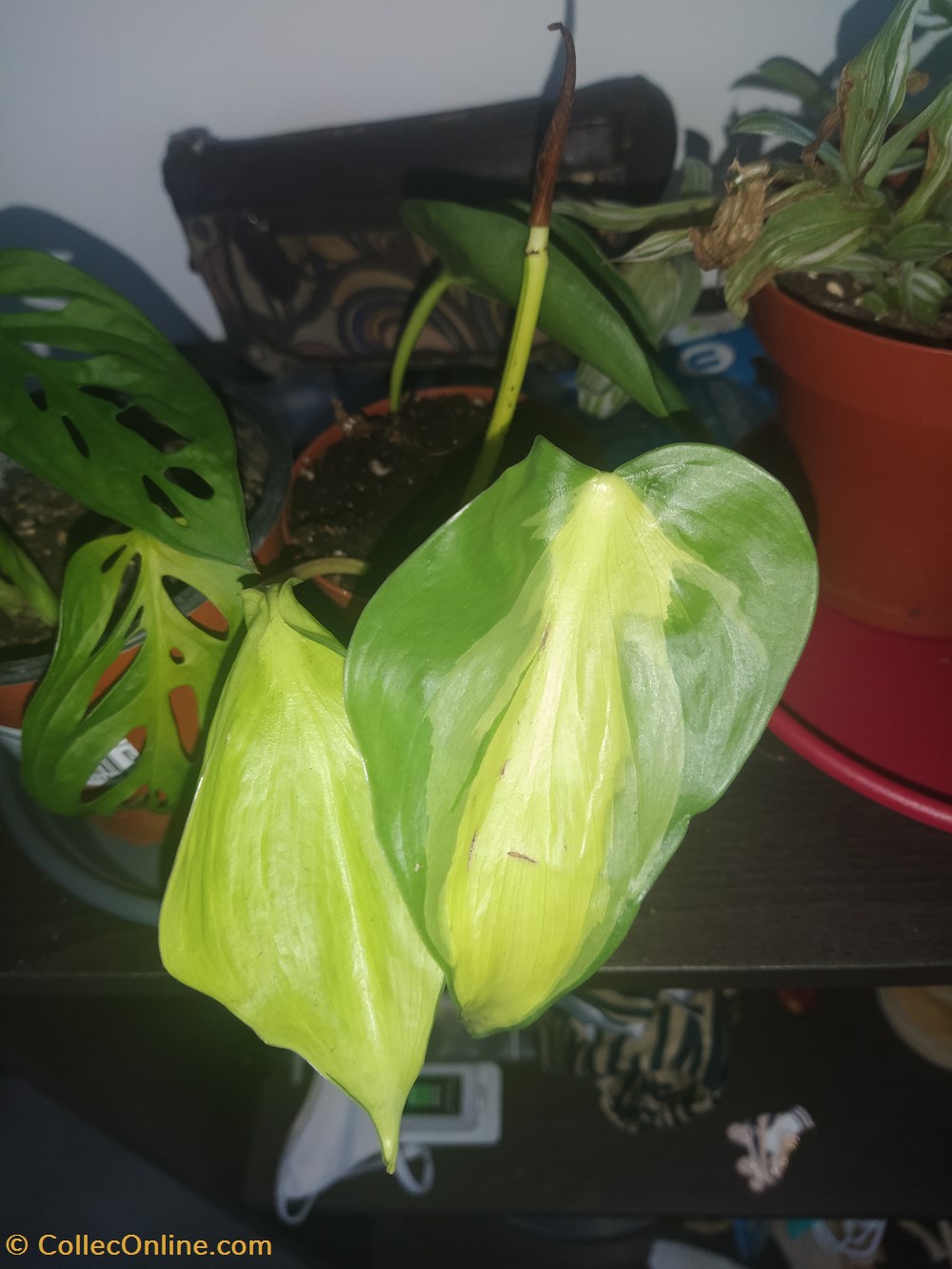 monde du vivant plantes philo brasil