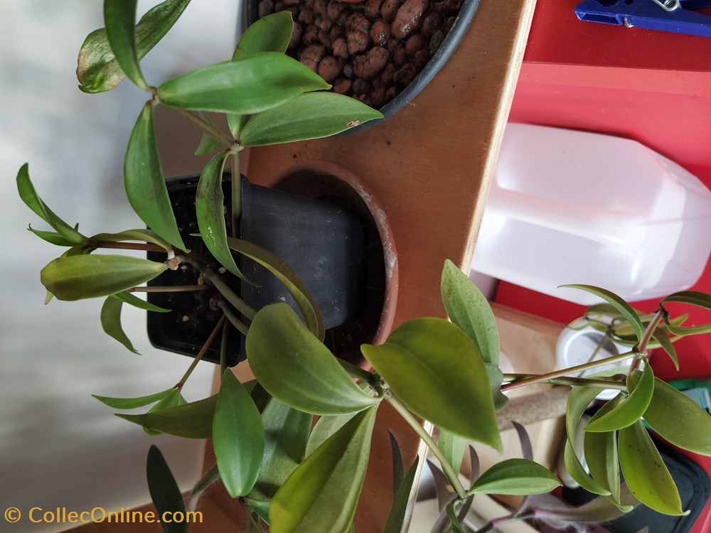 Peperomia pereskiifolia monde du vivant plantes img 20210926 115752
