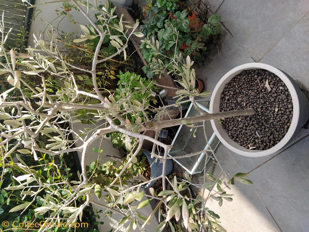 monde du vivant plantes img 20210926 120357