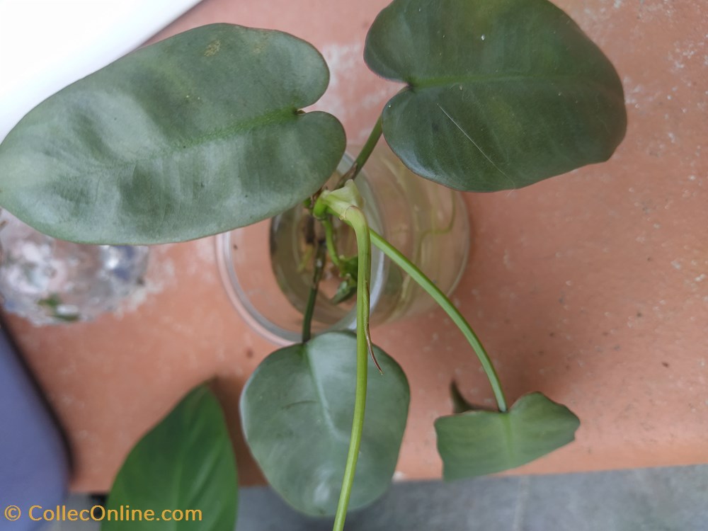 Philo atabapoense monde du vivant plantes img 20210925 161231