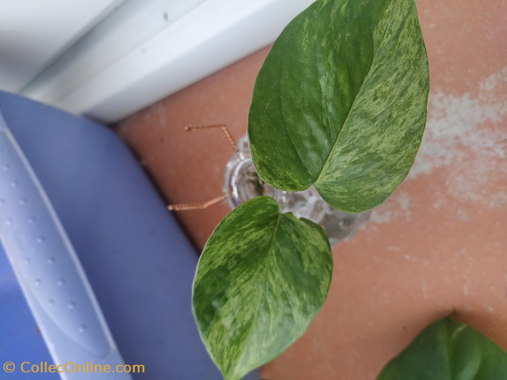 monde du vivant plantes pothos marble queen