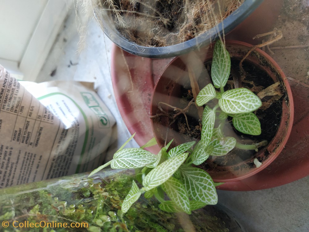 monde du vivant plantes img 20210926 120019