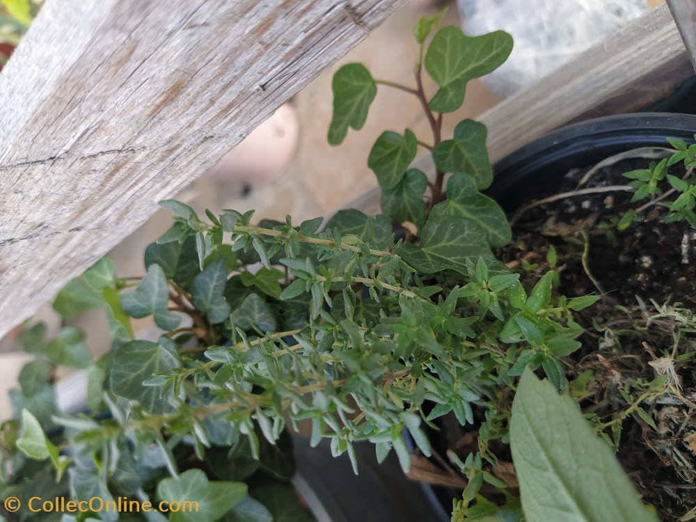 monde du vivant plantes img 20210926 145328