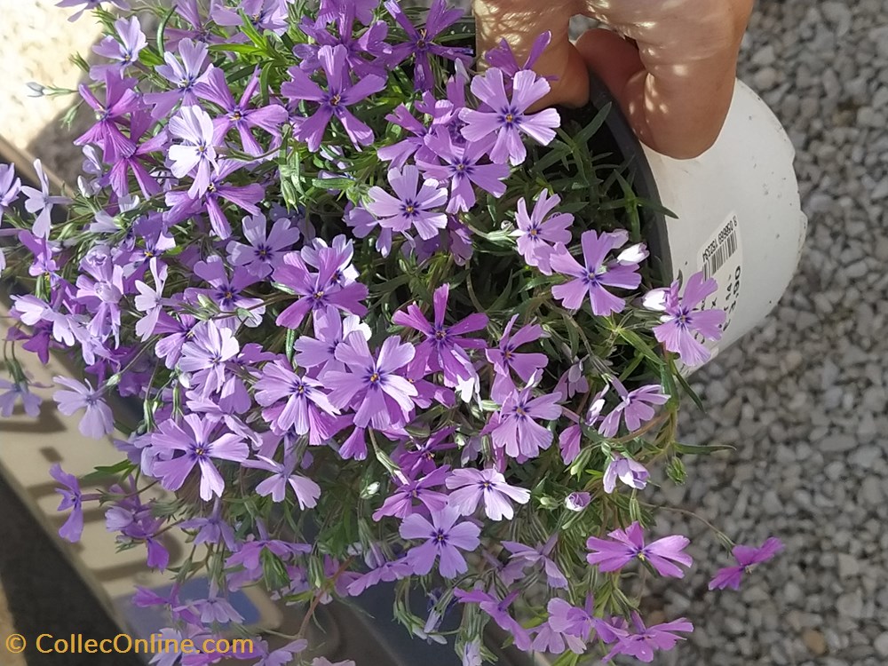 Phlox subulata monde du vivant plantes img 20210403 113410
