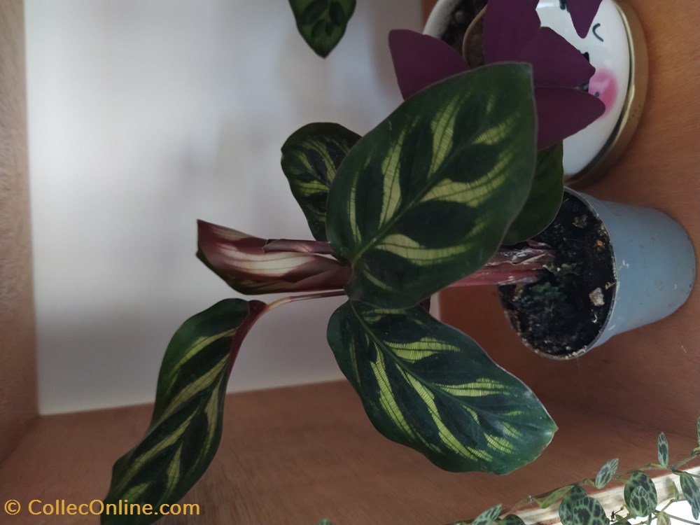 monde du vivant plantes img 20210311 083231