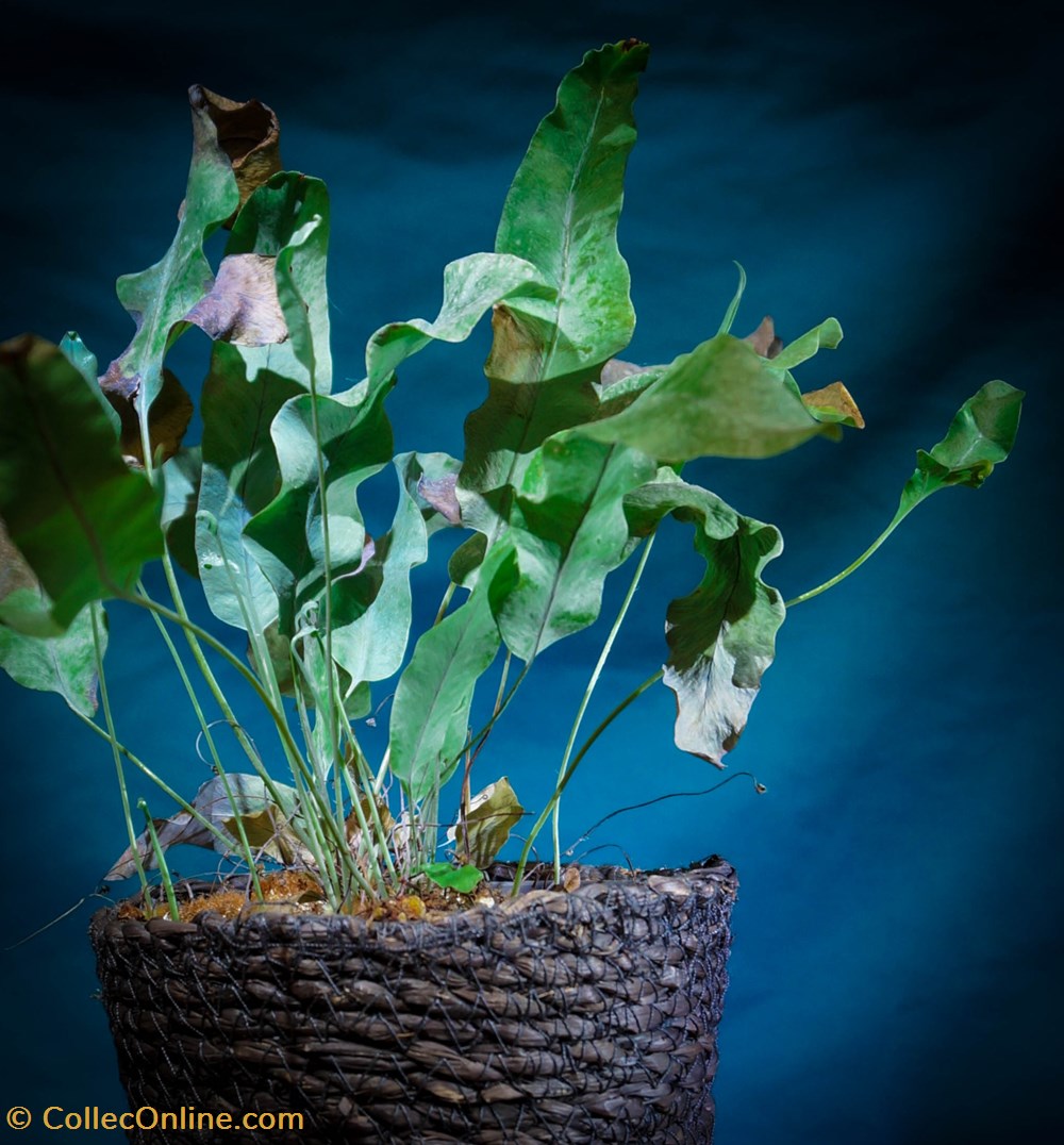 monde du vivant plantes fougere