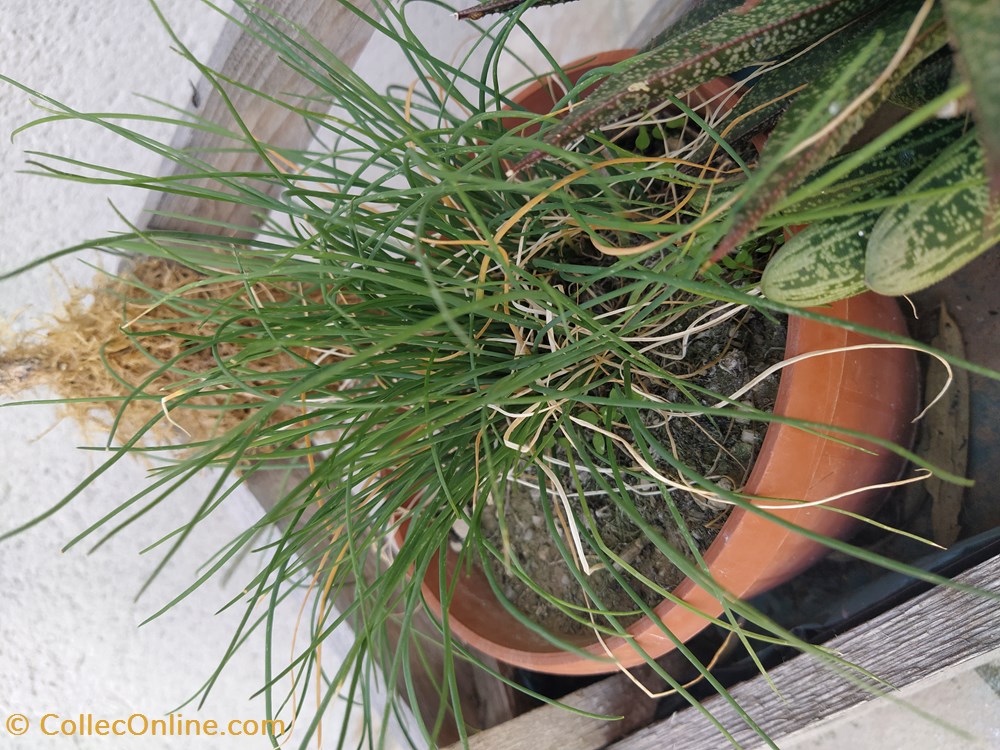 monde du vivant plantes img 20210926 145318