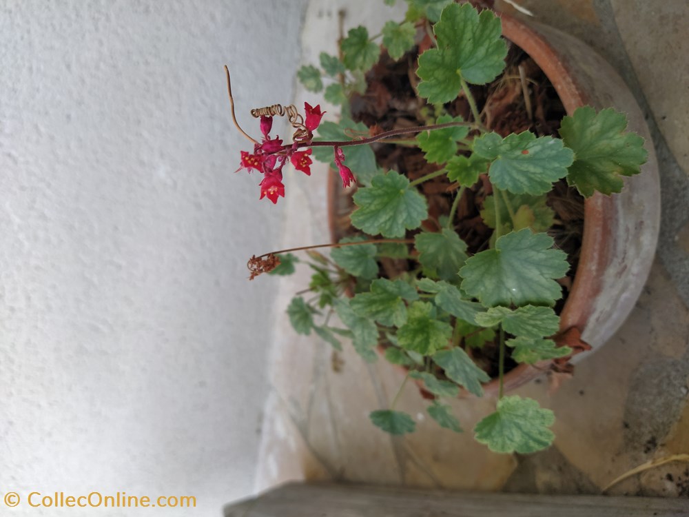 Heuchére firefly monde du vivant plantes img 20210926 145305