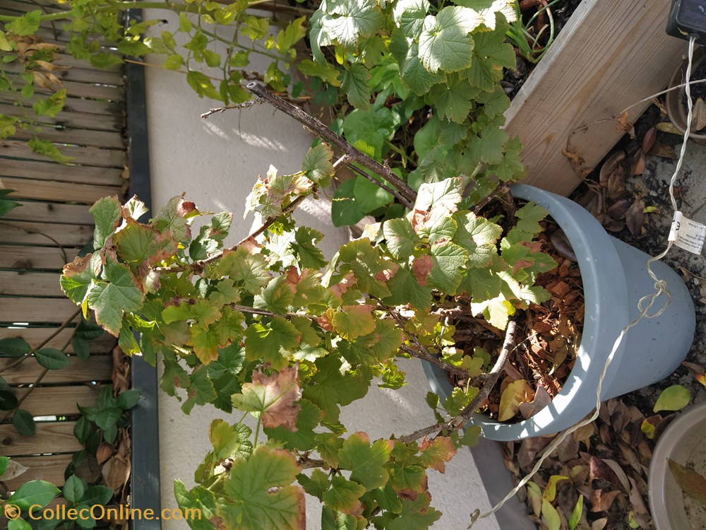 monde du vivant plantes img 20210926 120402