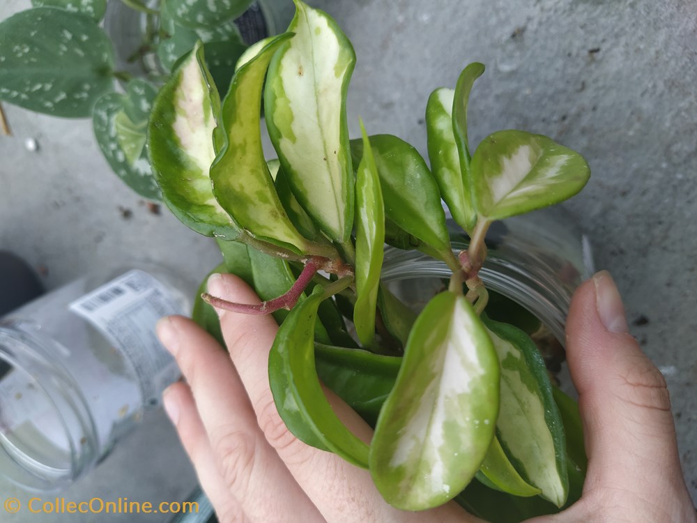 Hoya carnosa krimson princess monde du vivant plantes img 20210925 161404