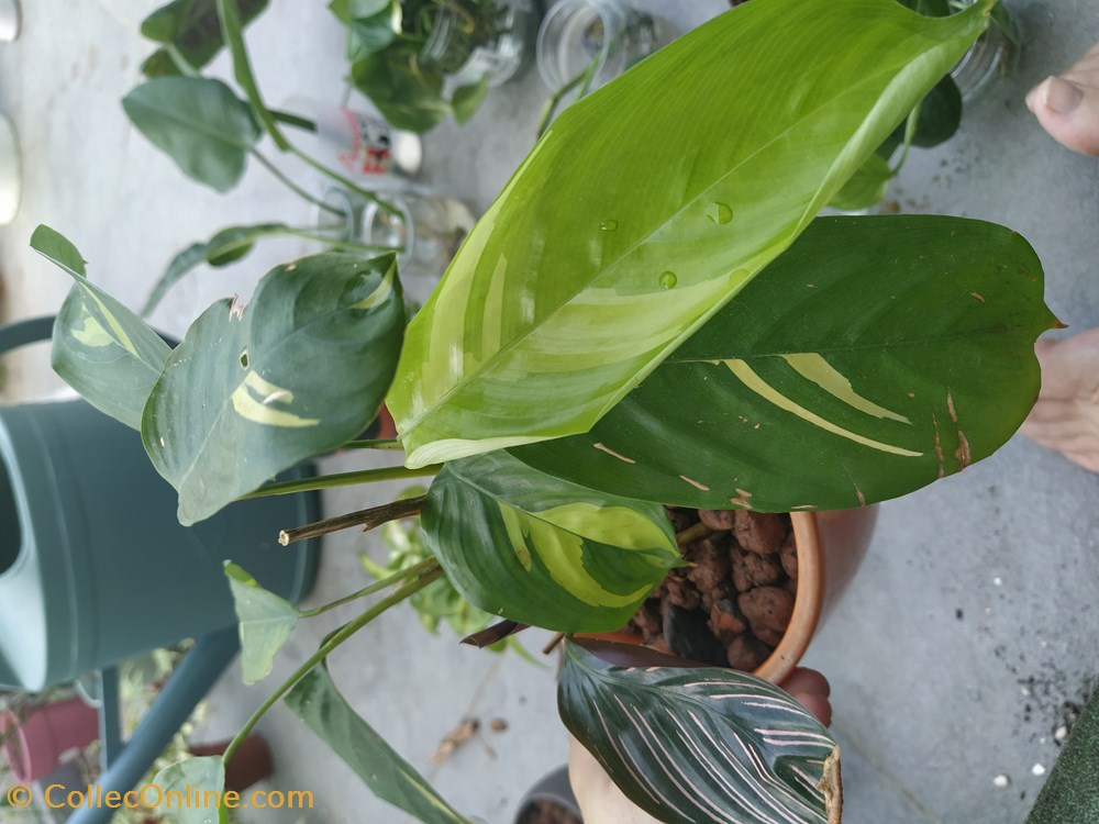Ctenanthe lubbersiana monde du vivant plantes img 20210925 161314