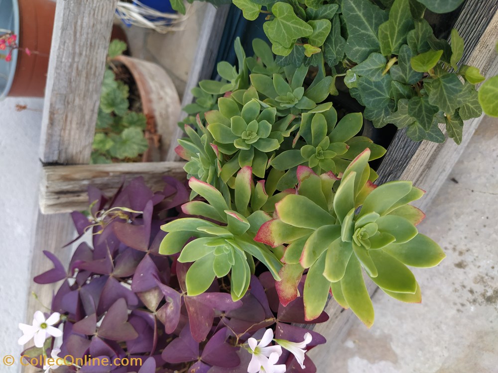 Plante grasse monde du vivant plantes img 20210926 145314